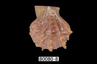 藏品(臺灣海扇蛤)的圖片